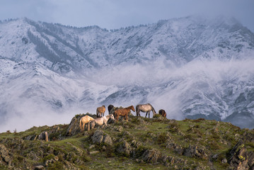 Fototapeta na wymiar Mountain horses