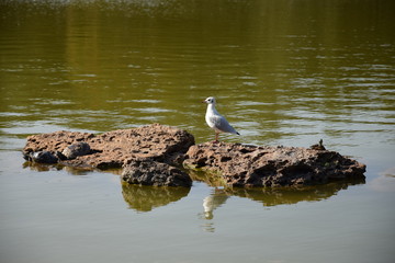 Животные (Птицы)