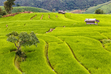 Green terraced rice field in pa pong piang, Chiang Mai, Thailand