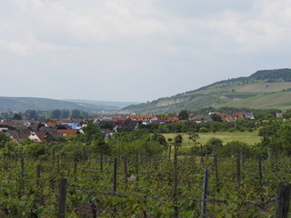 Weinberge bei Thüngersheim, Landkreis Main-Spessart, Unterfranken, Bayern, Deutschland