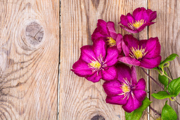 Garden clematis on wooden table