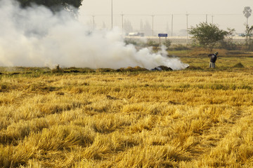 Fototapeta premium peasants burn the straw