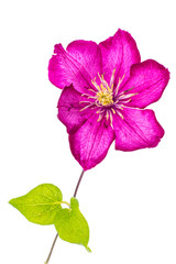 Fototapeta premium Clematis flower on white