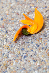 Bastard teak flower on road background.