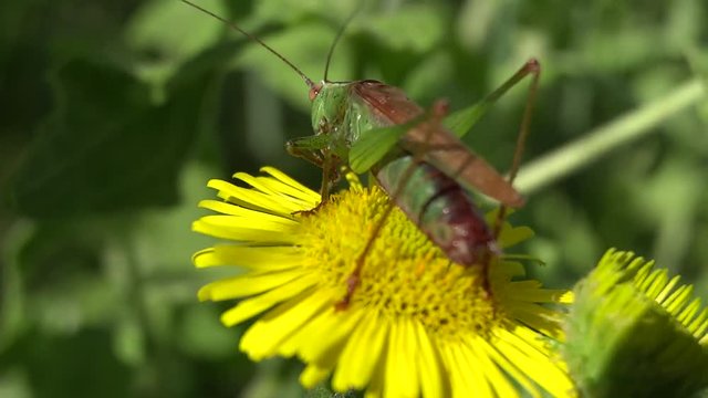 Sauterelle sur fleur jaune. 