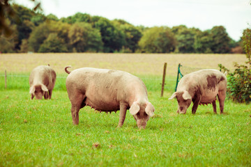 Fototapeta na wymiar Pig farm. pigs in field. Healthy pig on meadow