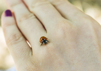 Ladybug on a woman's hand.