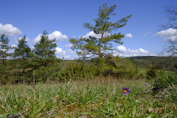 Küchenschelle, Kuhschelle, Pulsatilla vulgaris
