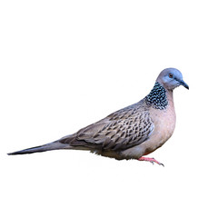 Spotted dove or Streptopelia chinensis, beautiful bird isolated standing with white background.