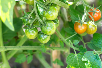 Ripening on the bush small green fruits of cherry tomatoes