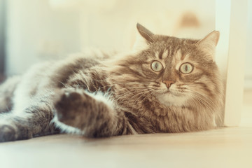 Maine Coon cat lies in the living room on the floor