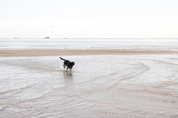 Black Labrador playing in shallow water at Beach
