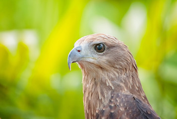 Close up of a Red Tailed Hawk