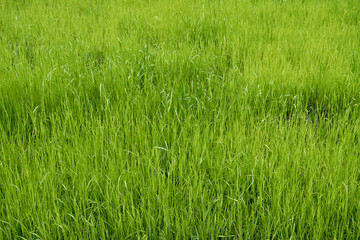 Green meadow. grass field