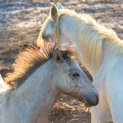    Foal, white horses in a field
