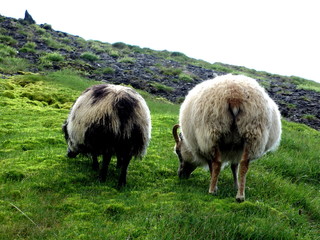Fototapeta premium Two sheep grazing on a meadow