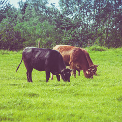 Naklejka na ściany i meble Cows on a green field. Cows on a summer pasture