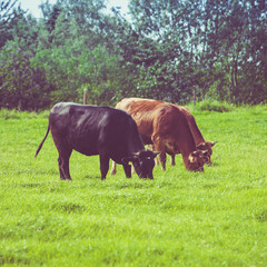 Cows on a green field. Cows on a summer pasture