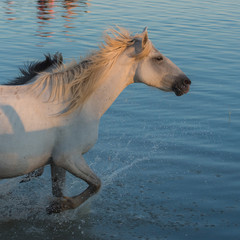     Horses and foals galloping in the water in swamps 
