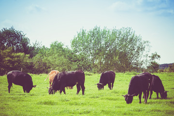 Cows on a green field. Cows on a summer pasture