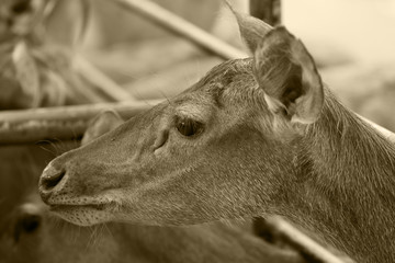 Shooting spot deer, elk, zoo, portrait of a deer looking directly at the camera.