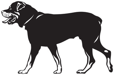 Rottweiler dog walk vector illustration from the dog show sign symbol set