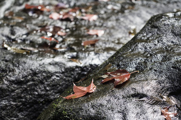 Phu Kradueng National Park, forest, nature.
