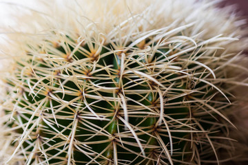 détail de cactus