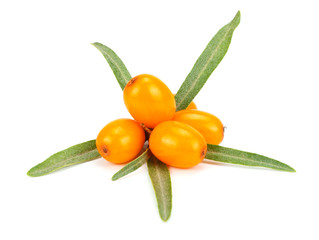 Sea buckthorn with leaf isolated on white background macro