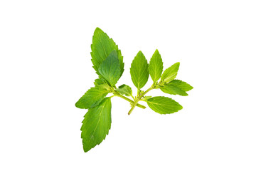 Obraz premium sprig of mint on a white background