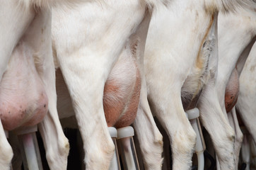 White goats being milked in a mechanised milking parlour