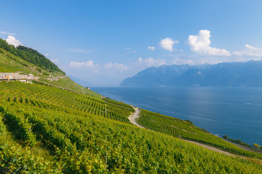 Weinberg am Genfer See