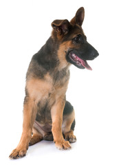 puppy german shepherd