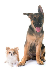 puppy german shepherd and chihuahua