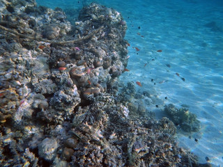 Fototapeta na wymiar reef fish