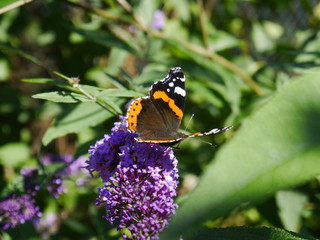 Budleja Dawida.Motyli kwiat.