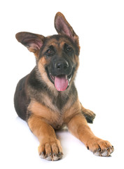 puppy german shepherd