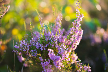Heidekraut und Sonnenlicht