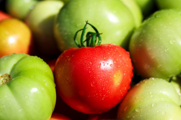 Closeup shot of red and green tomatoes