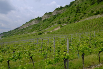 Fototapeta premium Weinberge bei Thüngersheim, Landkreis Main-Spessart, Unterfranken, Bayern, Deutschland