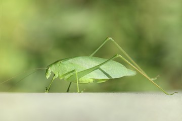 Katydid (Tettigoniidae)