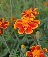 Tagetes, Studentenblumen