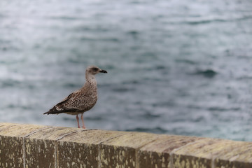 Petit oiseau