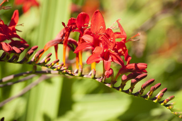 Crocosmia lucifer