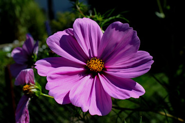 Obraz premium Sommertraum