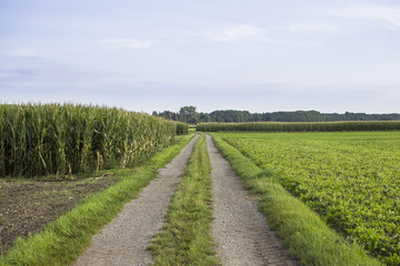 Obraz premium Feldweg am Maisfeld