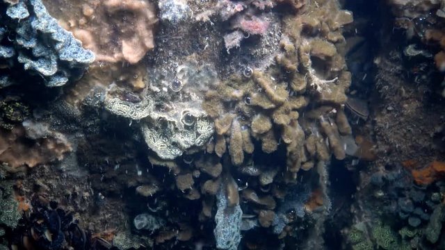Botryllus schlosseri, commonly known as the star ascidian or golden star tunicate, is a colonial ascidian tunicate that grows on slow-moving, submerged objects