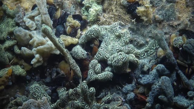 Botryllus schlosseri, commonly known as the star ascidian or golden star tunicate, is a colonial ascidian tunicate that grows on slow-moving, submerged objects