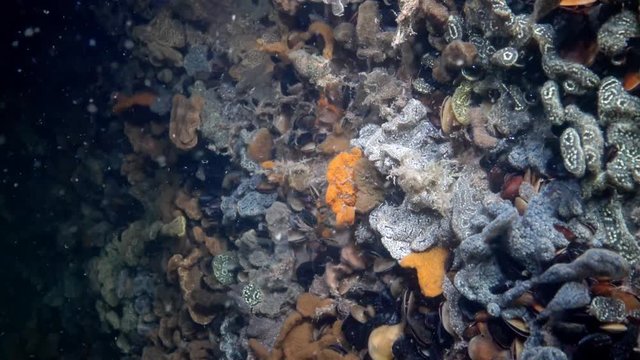 Botryllus schlosseri, commonly known as the star ascidian or golden star tunicate, is a colonial ascidian tunicate that grows on slow-moving, submerged objects