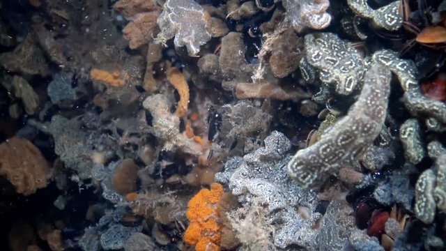 Botryllus schlosseri, commonly known as the star ascidian or golden star tunicate, is a colonial ascidian tunicate that grows on slow-moving, submerged objects